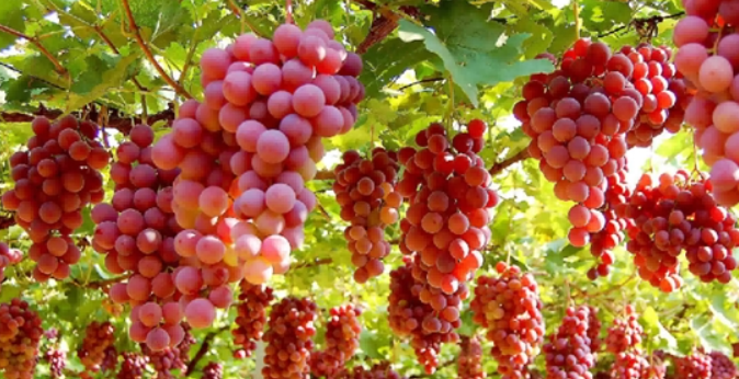 實(shí)測10款熱門葡萄籽品牌 科學(xué)選購指南+實(shí)測榜單