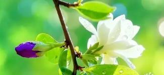 積家腕表全國官方售后服務(wù)中心實(shí)地核驗(yàn)報(bào)告（涵蓋遷址與新增網(wǎng)點(diǎn)）