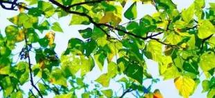 勞力士官方維修服務(wù)網(wǎng)絡(luò)更新升級(jí)，全新售后地址啟用